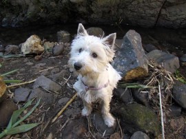 Heidi